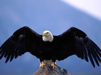 Confident-Eagle-Wingspan