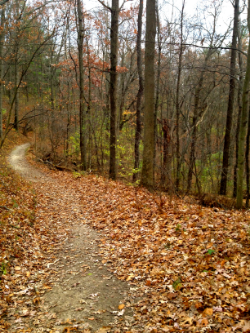 The_path_-_Erin_Aquin