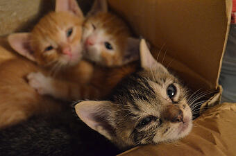 sad kittens